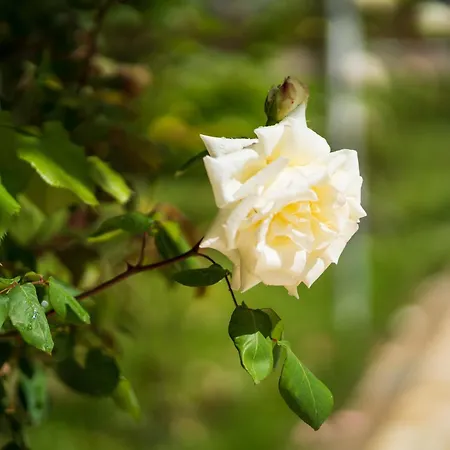 Juri Garden בית הארחה