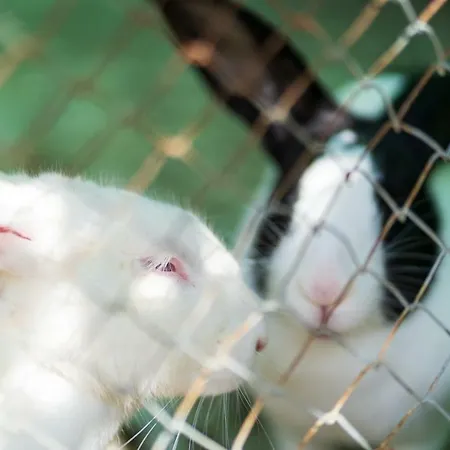 בית הארחה Juri Garden בראט