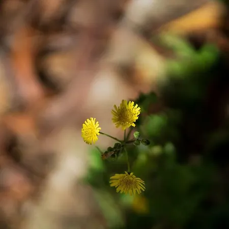 Vendégház Juri Garden
